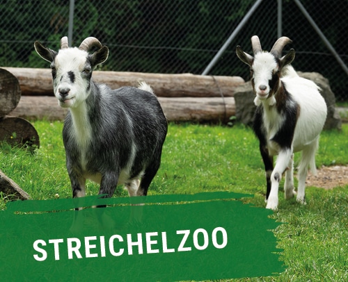 Streichelzoo Skylinepark Allgäu zwei Ziegen auf einer grünen Wiese mit Baumstämmen im Hintergrund