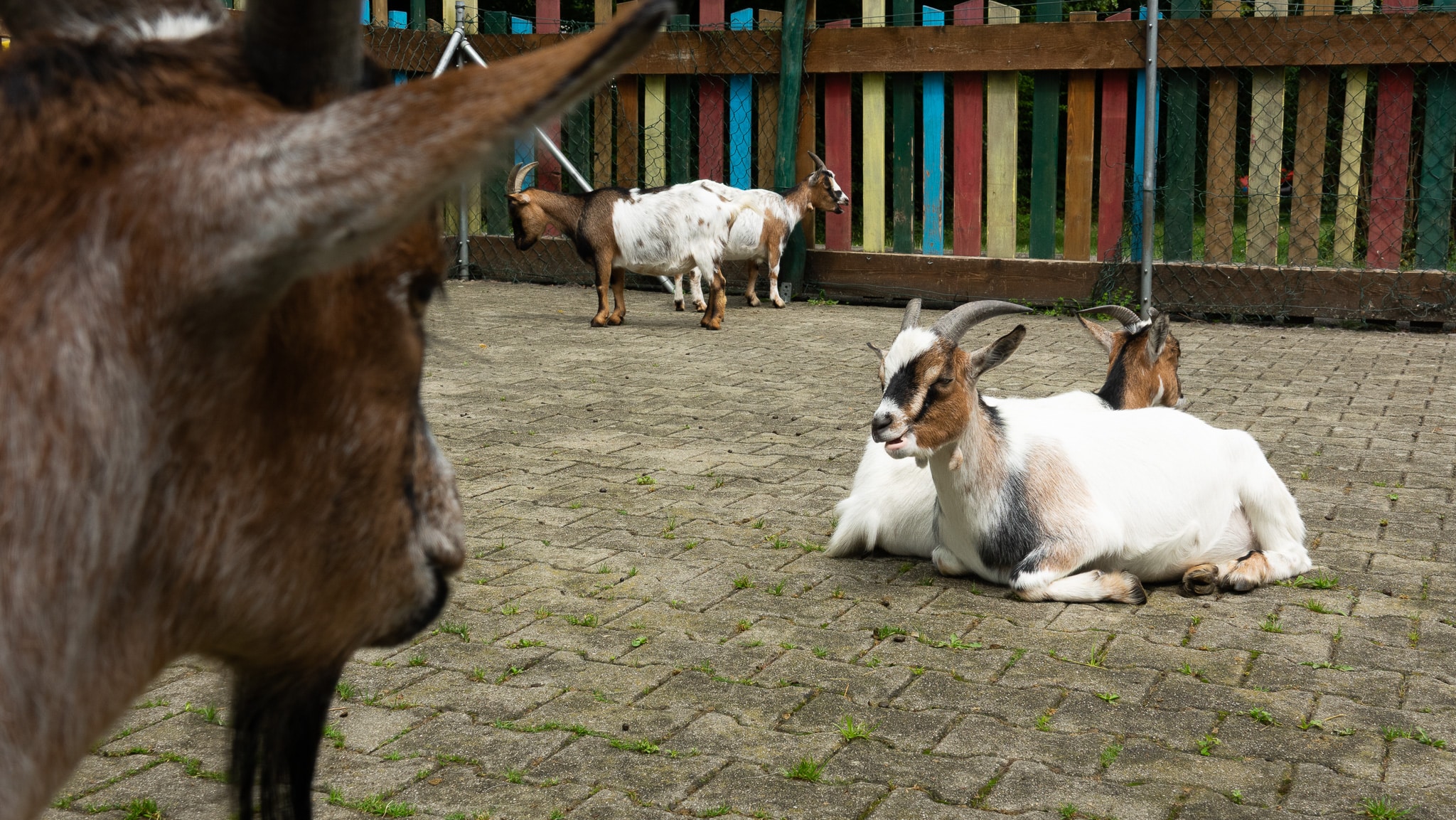 Eine Gruppe von Ziegen, einige sitzen und andere stehen in einem Gehege mit bunten Holzlatten im Hintergrund.
