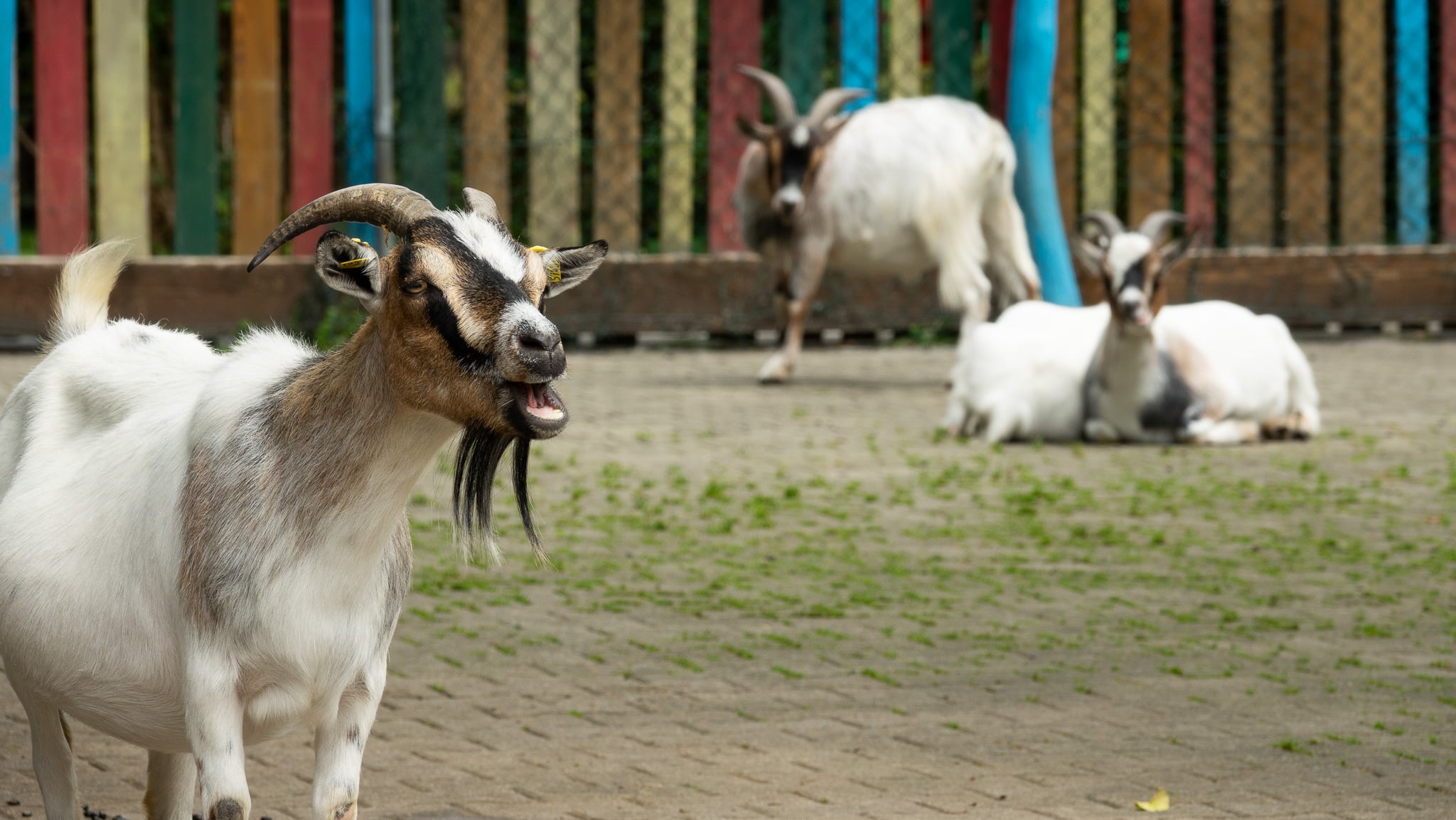 Eine weiße Ziege mit schwarzen und braunen Markierungen steht im Vordergrund, während andere Ziegen im Hintergrund liegen.