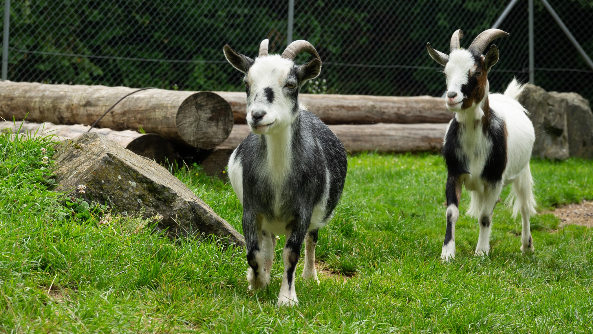 Zwei Ziegen mit unterschiedlichen Fellmustern, die auf einer Wiese stehen und sich bewegen.